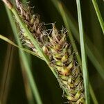 Carex lasiocarpa Froito