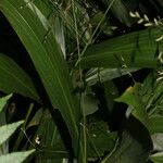 Pharus latifolius Leaf