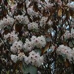 Rhododendron fulvum Habitus