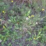 Leontodon tuberosus Hábito