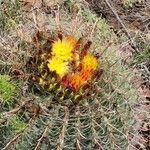 Ferocactus wislizeni Цветок