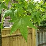 Liquidambar styraciflua Folha