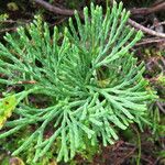 Lycopodium × zeilleri ᱥᱟᱠᱟᱢ