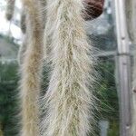 Cleistocactus winteri Blad