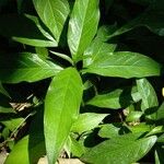 Barleria oenotheroides Liść