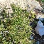 Asparagus acutifolius Blatt