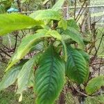 Aphelandra sinclairiana Lapas