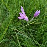 Colchicum multiflorumКветка