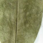 Eugenia wentii Other