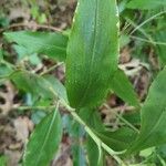 Commelina virginica Leaf