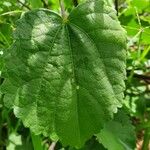 Hibiscus lunariifolius Folha