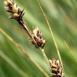 Carex buxbaumii Плід