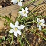 Ornithogalum divergensBloem