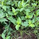 Ruellia ciliatifloraLapas