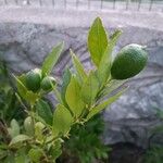 Citrus × aurantiifolia Fruit