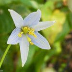 Rhuacophila javanica Flor