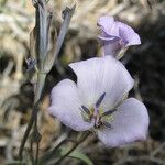 Calochortus invenustus Kvet