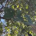 Quercus stellata Leaf