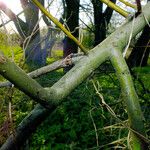 Salix lucida Bark