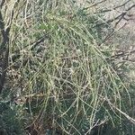 Retama monosperma Leaf