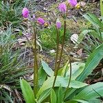 Primula pauciflora Fleur