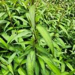 Persicaria odorata Blad