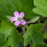 Geranium rotundifolium Flor