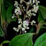 Miconia tonduzii Cvet