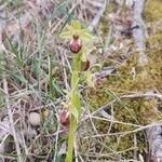 Ophrys virescens Flor