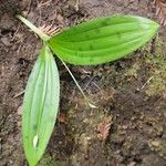 Scoliopus bigelovii Hoja