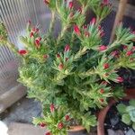 Crassula coccinea Fulla