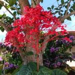 Clerodendrum japonicum Blüte