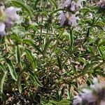 Monarda pectinata Floare