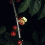 Casearia guianensis Fruto