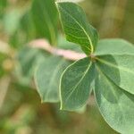 Lonicera pyrenaica Leaf