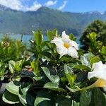 Mandevilla boliviensis Flower