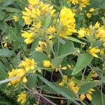 Lysimachia vulgarisFlower