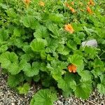 Geum coccineum Habitat