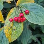 Cotoneaster bullatus ফল