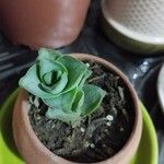 Crassula perforata Folha