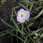 Baldellia ranunculoides Λουλούδι