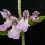 Stachys splendens Агульны выгляд