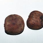 Fevillea cordifolia Frutto