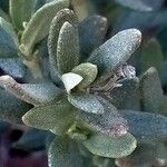 Helianthemum squamatum Hoja