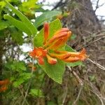 Lonicera ciliosa Flower