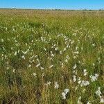 Eriophorum angustifoliumFloare