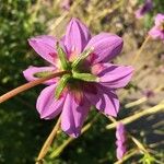 Dahlia merckii Flower