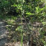 Eryngium paniculatum Хабит