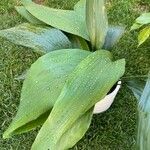 Aspidistra lurida List