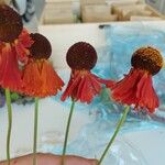 Helenium autumnaleKvět